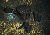Click image for larger version

Name:	IMG_1771.JPG
Views:	1109
Size:	2.82 MB
ID:	12205