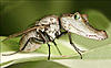 Click image for larger version

Name:	gatorfly.jpg
Views:	197
Size:	76.2 KB
ID:	2867