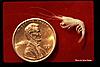 Click image for larger version

Name:	Alabama Cave Shrimp 1_DAY 1.jpg
Views:	339
Size:	70.2 KB
ID:	3297