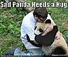 Click image for larger version

Name:	sad-panda-podiatrist.jpg
Views:	119
Size:	52.7 KB
ID:	4738