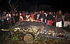 Click image for larger version

Name:	huge_croc.jpg
Views:	344
Size:	43.6 KB
ID:	4797