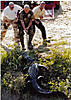 Click image for larger version

Name:	Mark Howard and Horace.jpg
Views:	718
Size:	784.4 KB
ID:	5663