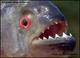 piranha's Avatar